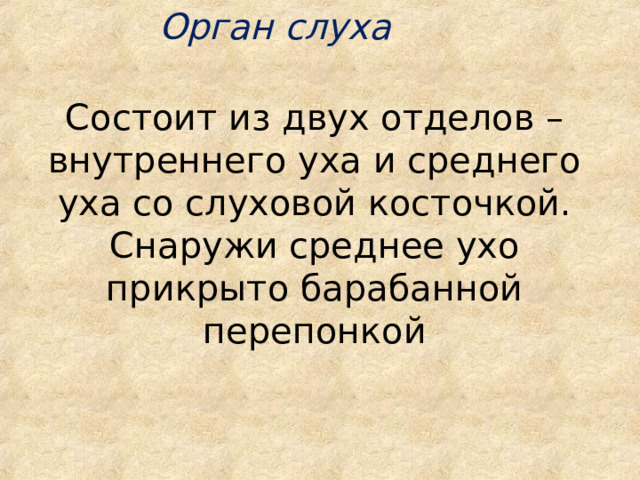 Орган слуха Состоит из двух отделов – внутреннего уха и среднего уха со слуховой косточкой. Снаружи среднее ухо прикрыто барабанной перепонкой  