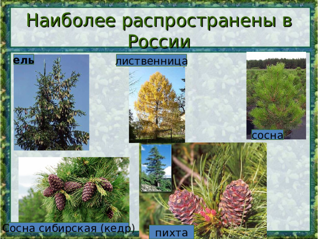 Наиболее распространены в России ель лиственница сосна Сосна сибирская (кедр) пихта 