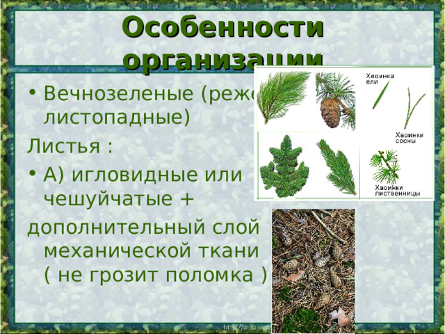Особенности организации Вечнозеленые (реже листопадные) Листья : А) игловидные или чешуйчатые + дополнительный слой механической ткани ( не грозит поломка ) 
