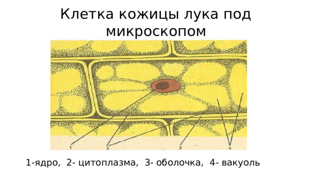 Клетка кожицы лука под микроскопом 1-ядро, 2- цитоплазма, 3- оболочка, 4- вакуоль 