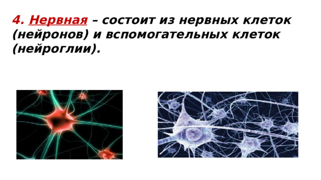 4. Нервная  – состоит из нервных клеток (нейронов) и вспомогательных клеток (нейроглии). 