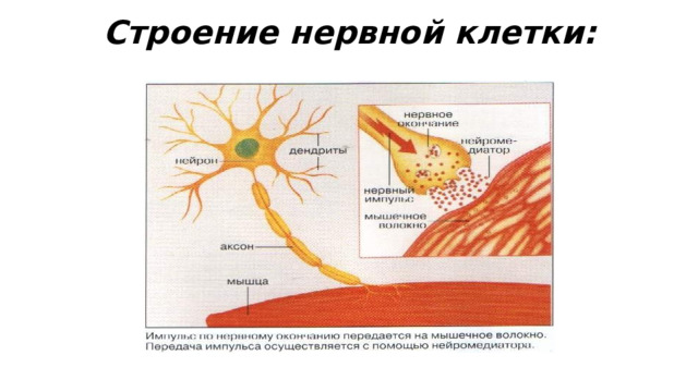 Строение нервной клетки: 