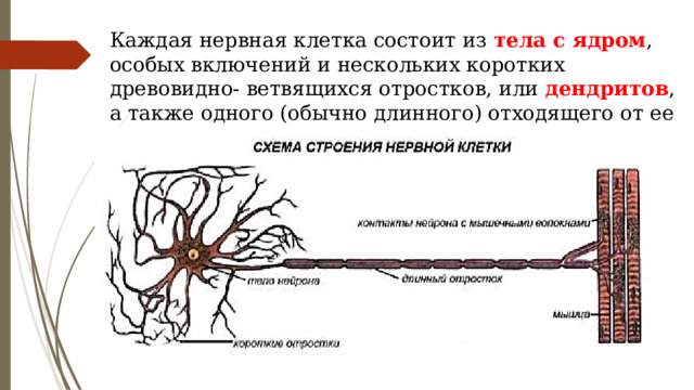 Каждая нервная клетка состоит из тела с ядром , особых включений и нескольких коротких древовидно- ветвящихся отростков, или дендритов , а также одного (обычно длинного) отходящего от ее тела аксона . 