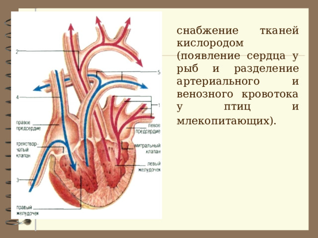  снабжение тканей кислородом (появление сердца у рыб и разделение артериального и венозного кровотока у птиц и млекопитающих).  