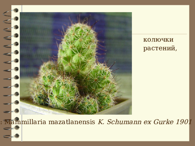  колючки растений,  Вид: Mammillaria mazatlanensis K. Schumann ex Gurke 1901  
