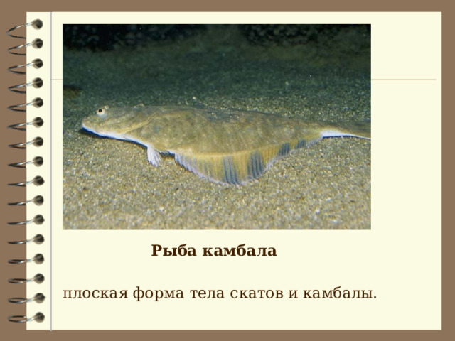 Рыба камбала   плоская форма тела скатов и камбалы.  