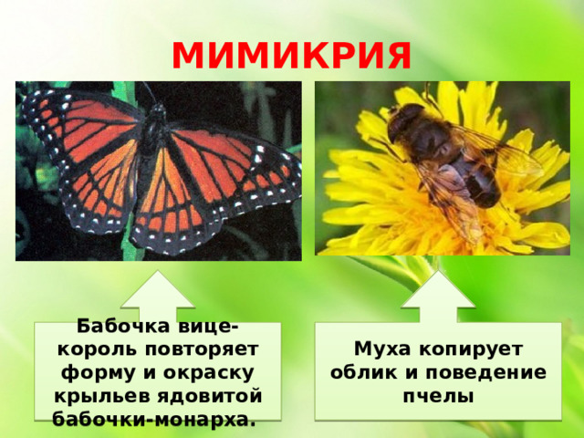 МИМИКРИЯ Бабочка вице-король повторяет форму и окраску крыльев ядовитой бабочки-монарха. Муха копирует облик и поведение пчелы 