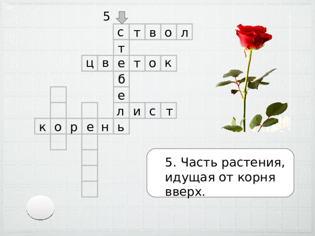 5 с в л о т т в ц к о е т б е л и с т к о р н е ь 5. Часть растения, идущая от корня вверх. 