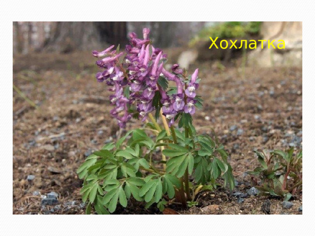 Хохлатка 