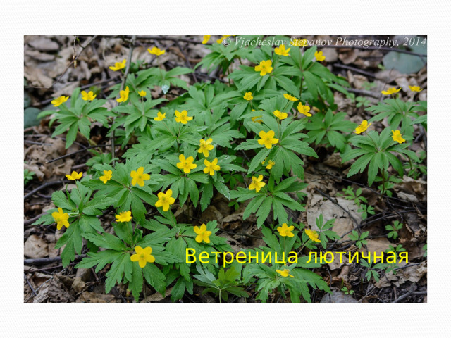 Ветреница лютичная 