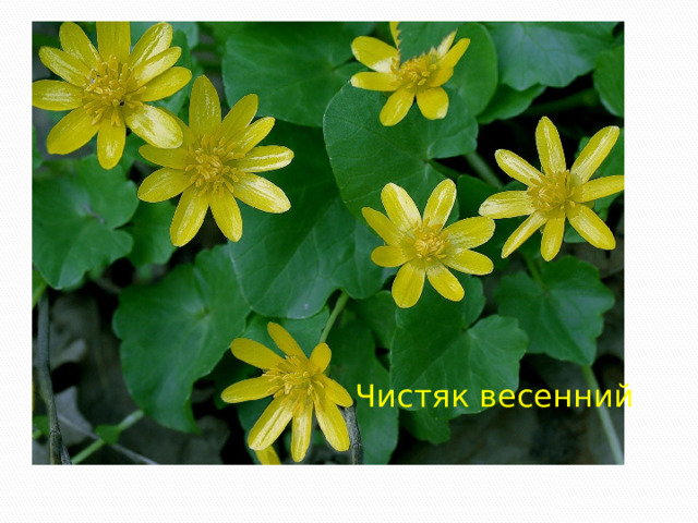 Чистяк весенний 