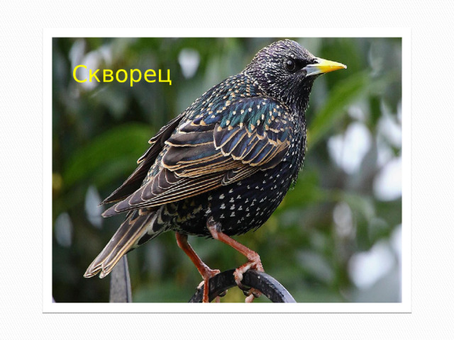 Скворец 