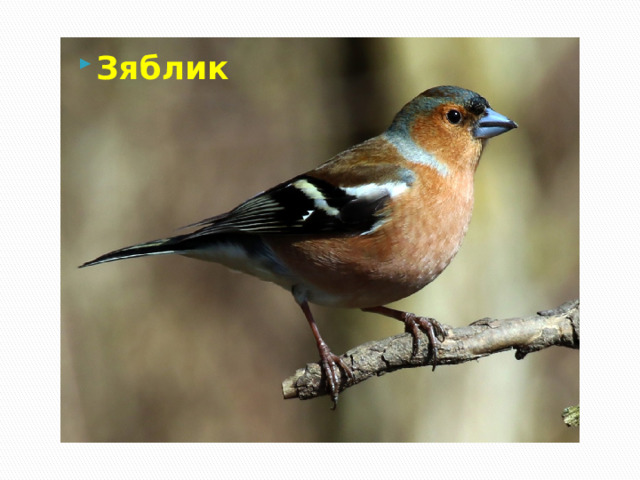 Зяблик 