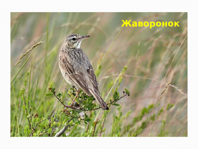 Жаворонок 