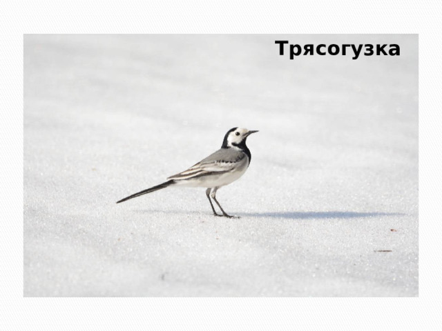 Трясогузка 