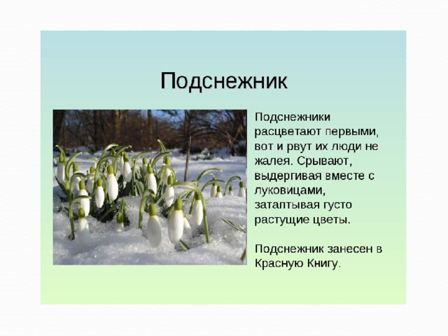 Подснежник 2 класс презентация