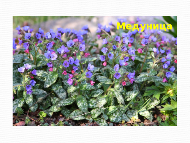 Медуница 