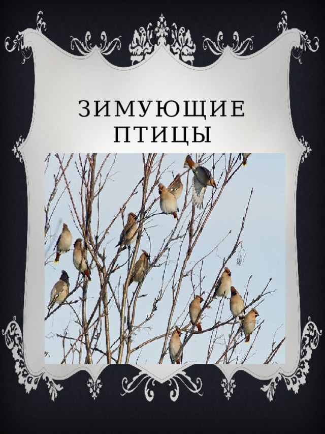 Зимующие птицы 