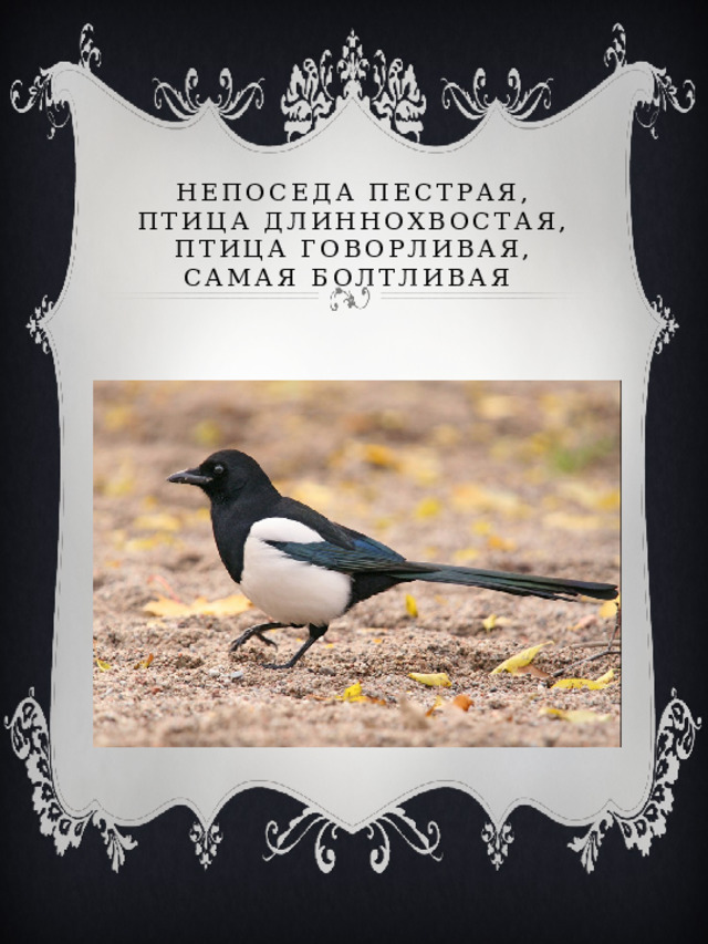 Непоседа пестрая,  Птица длиннохвостая,  Птица говорливая,  Самая болтливая   