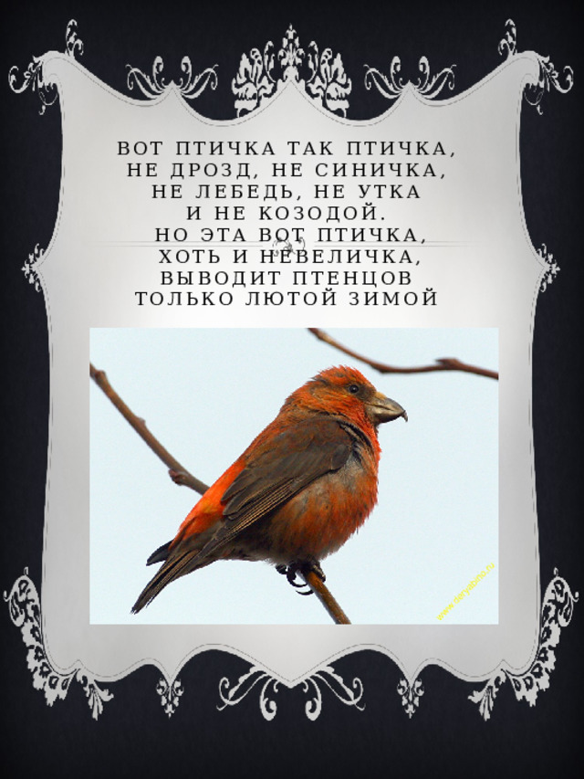Вот птичка так птичка,  Не дрозд, не синичка,  Не лебедь, не утка  И не козодой.  Но эта вот птичка,  Хоть и невеличка,  Выводит птенцов  Только лютой зимой   
