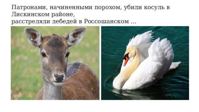 Патронами, начиненными порохом, убили косуль в Лискинском районе,  расстреляли лебедей в Россошанском … 
