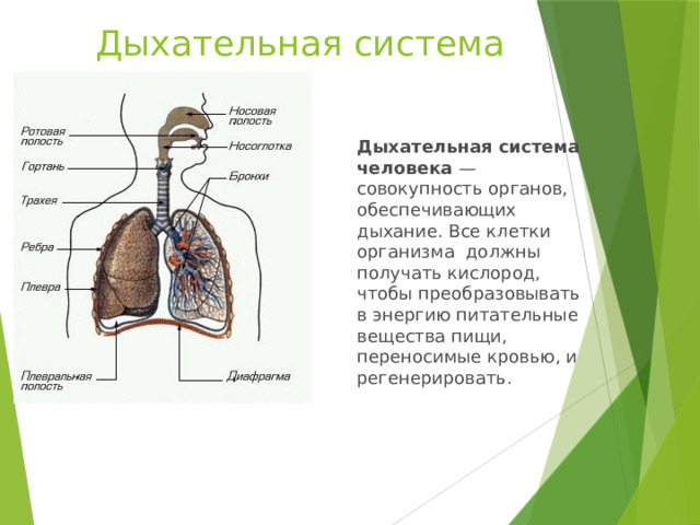 Дыхательная система Дыхательная система человека  — совокупность органов, обеспечивающих дыхание. Все клетки организма  должны получать кислород, чтобы преобразовывать в энергию питательные вещества пищи, переносимые кровью, и регенерировать.     