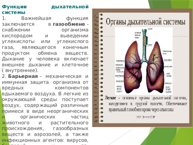 Функции дыхательной системы 1. Важнейшая функция заключается в  газообмене  - снабжении организма кислородом и выведении углекислоты или углекислого газа, являющегося конечным продуктом обмена веществ. Дыхание у человека включает внешнее дыхание и клеточное ( внутреннее). 2.  Барьерная  – механическая и иммунная защита  организма от вредных компонентов вдыхаемого воздуха. В легкие из окружающей среды поступает воздух, содержащий различные примеси в виде неорганических и органических частиц животного и растительного происхождения, газообразных веществ и аэрозолей, а также инфекционных агентов: вирусов, бактерий и др. 3.  Терморегуляция организма 4.  Голосообразование 5.  Обоняние 