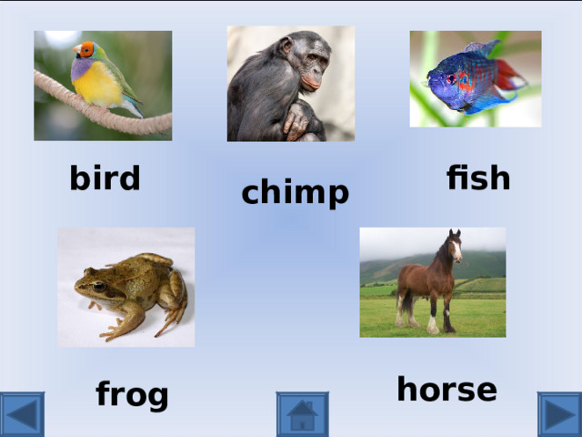 bird fish chimp horse frog 