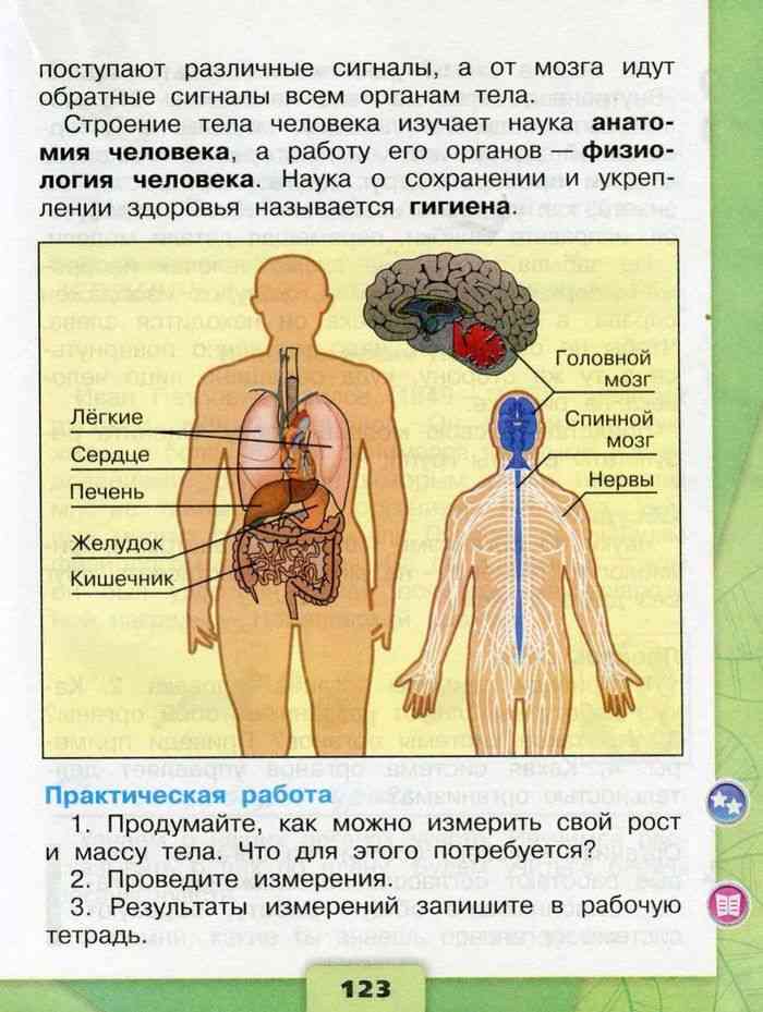 Презентация система органов человека 3 класс