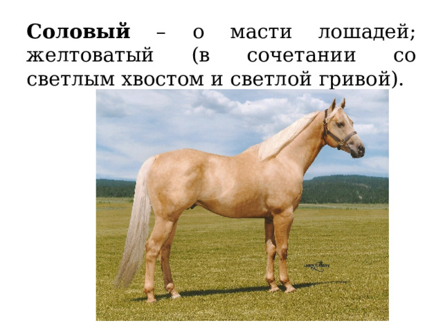 Соловый – о масти лошадей; желтоватый (в сочетании со светлым хвостом и светлой гривой). 