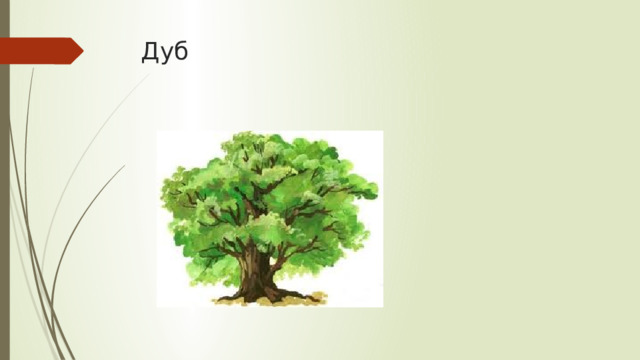 Дуб 