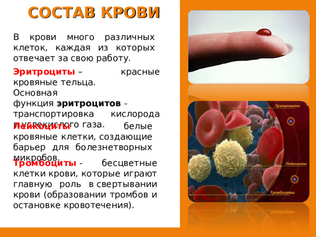СОСТАВ КРОВИ В крови много различных клеток, каждая из которых отвечает за свою работу. Эритроциты  – красные кровяные тельца. Основная функция  эритроцитов  - транспортировка кислорода и углекислого газа. Лейкоциты   - белые кровяные клетки, создающие барьер для болезнетворных микробов. Тромбоциты  - бесцветные клетки крови, которые играют главную роль в свертывании крови (образовании тромбов и остановке кровотечения). 