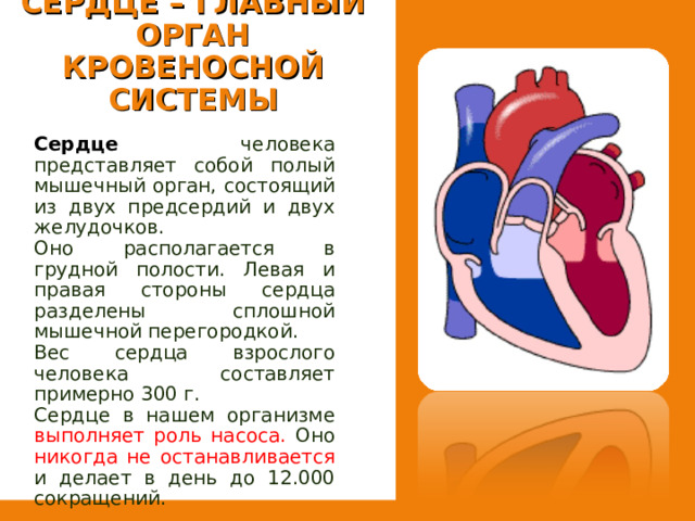 СЕРДЦЕ – ГЛАВНЫЙ ОРГАН КРОВЕНОСНОЙ СИСТЕМЫ Сердце человека представляет собой полый мышечный орган, состоящий из двух предсердий и двух желудочков. Оно располагается в грудной полости. Левая и правая стороны сердца разделены сплошной мышечной перегородкой. Вес сердца взрослого человека составляет примерно 300 г. Сердце в нашем организме выполняет роль насоса. Оно никогда не останавливается и делает в день до 12.000 сокращений. 