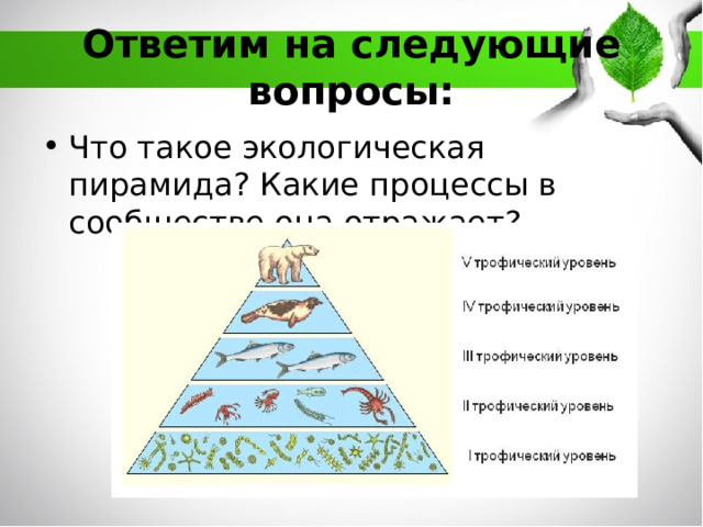 Ответим на следующие вопросы: Что такое экологическая пирамида? Какие процессы в сообществе она отражает? 