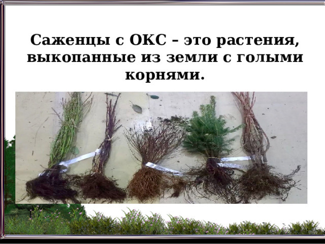 Саженцы с ОКС – это растения, выкопанные из земли с голыми корнями.  