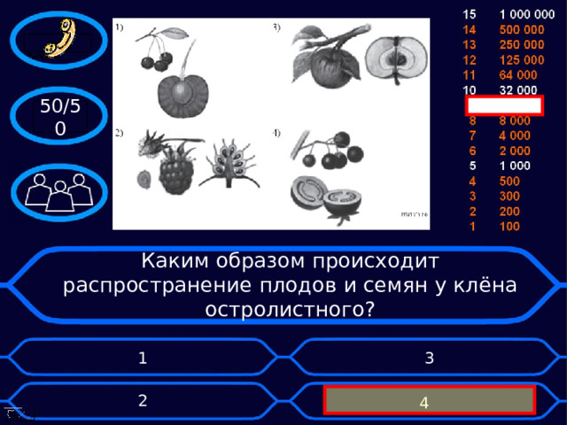 50/50 Каким образом происходит распространение плодов и семян у клёна остролистного? 1 3 2 4 