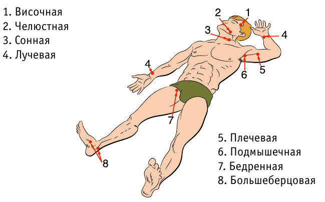 Картинка точки прижатия артерий