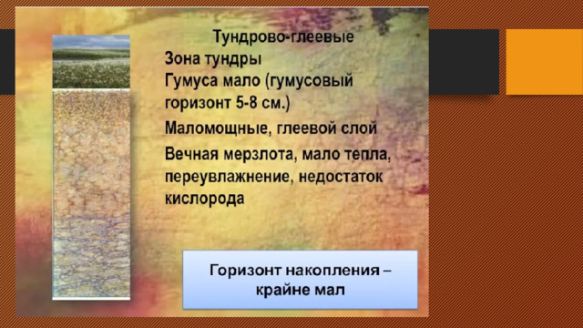 Тундрово глеевые содержание гумуса. Тундрово-глеевые почвы плодородие. Тундровая глеевая почва природная зона. Тундрово-глеевые почвы гумус. Тундрово-глеевые почвы на карте России.