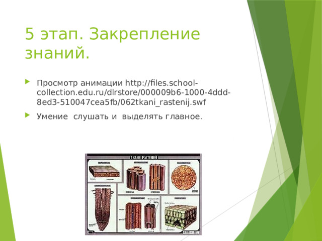 5 этап. Закрепление знаний. Просмотр анимации http://files.school-collection.edu.ru/dlrstore/000009b6-1000-4ddd-8ed3-510047cea5fb/062tkani_rastenij.swf Умение слушать и выделять главное. 