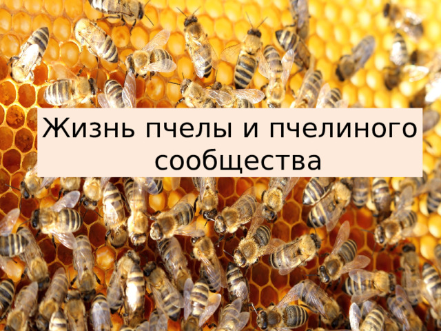 Узнаем подробнее о жизни пчел Жизнь пчелы и пчелиного  сообщества 