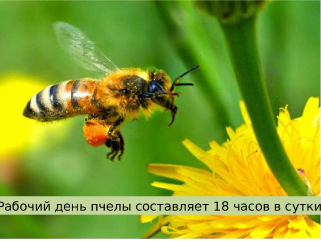 Рабочий день пчелы составляет 18 часов в сутки 