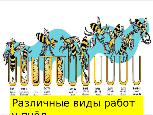 Различные виды работ у пчёл 