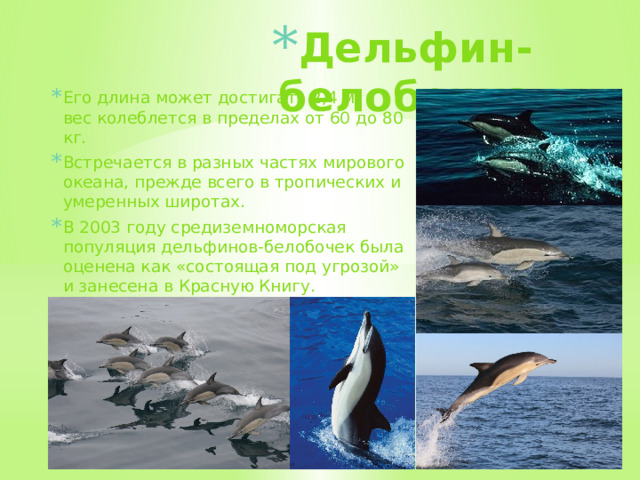 Дельфин-белобочка Его длина может достигать 2,4 м, а вес колеблется в пределах от 60 до 80 кг. Встречается в разных частях мирового океана, прежде всего в тропических и умеренных широтах.  В 2003 году средиземноморская популяция дельфинов-белобочек была оценена как «состоящая под угрозой» и занесена в Красную Книгу.  