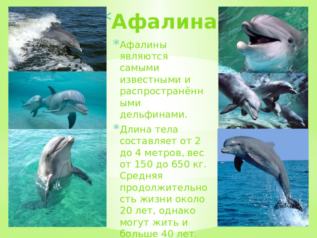 Афалина Афалины являются самыми известными и распространёнными дельфинами. Длина тела составляет от 2 до 4 метров, вес от 150 до 650 кг. Средняя продолжительность жизни около 20 лет, однако могут жить и больше 40 лет.  