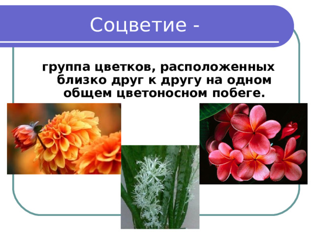Соцветие - группа цветков, расположенных близко друг к другу на одном общем цветоносном побеге. 