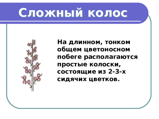 Сложный колос На длинном, тонком общем цветоносном побеге располагаются простые колоски, состоящие из 2-3-х сидячих цветков. 