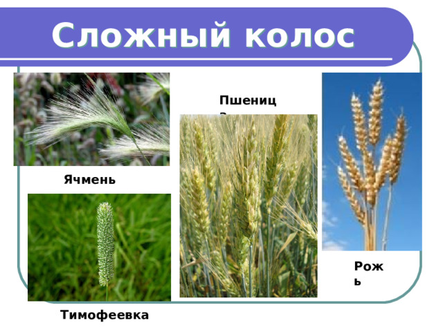 Сложный колос Пшеница Ячмень Рожь Тимофеевка 