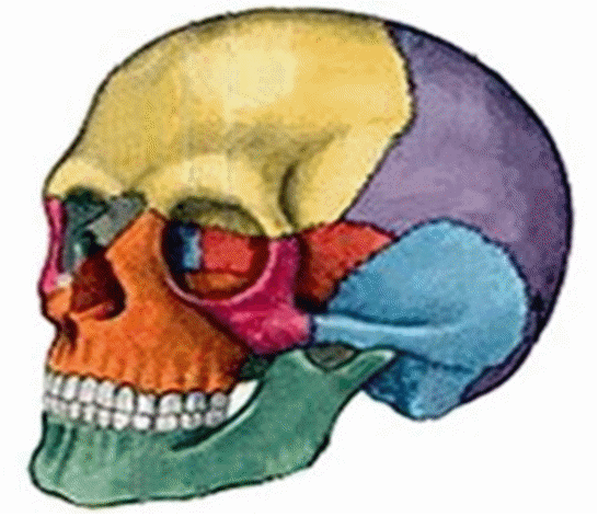 Скелет черепа биология. Кости черепа биология. Скелет головы череп. Череп без подписей. Скелет головы без подписей.