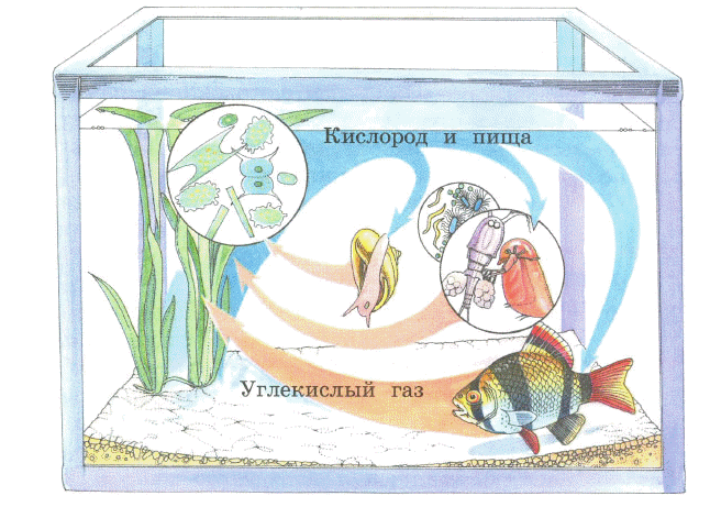 Проект 9 класс по биологии комнатный аквариум как модель экосистемы