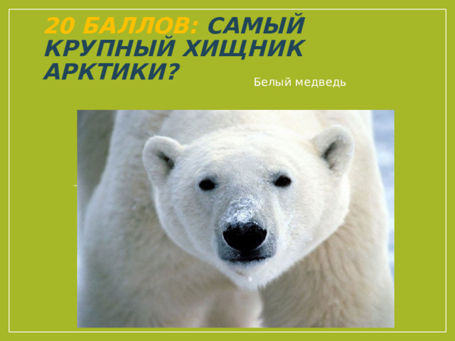 20 баллов: Самый крупный хищник Арктики? Белый медведь 